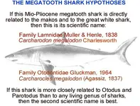 megatoothhypoth.webp