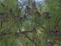 Butterflies 008 (Small).webp
