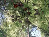 Butterflies 005 (Small).webp