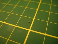 first gold_2.webp