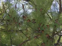 Butterflies 007 (Small).webp