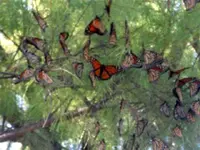 Butterflies 006 (Small).webp
