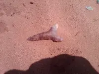 IMG00335-20110909-1455.webp