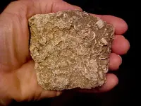 fossilround1.webp