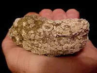 fossilround2.webp