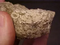 fossilround5.webp