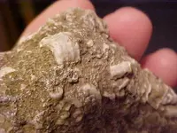 fossilround6.webp