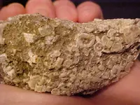 fossilround7.webp