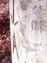 A on tree2.webp