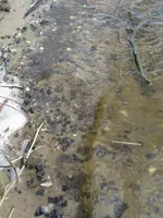 Insitu pinellas 006.webp