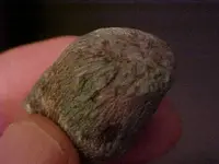 coralfossil1.webp