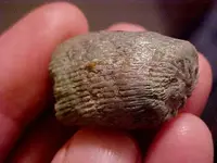 coralfossil2.webp