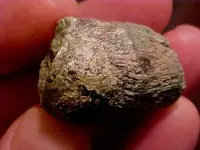 coralfossil3.webp