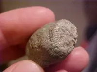 coralfossil4.webp