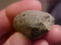 coralfossil5.webp