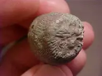 coralfossil6.webp