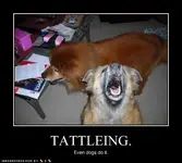 funny-dog-pictures-tattleing-it.webp
