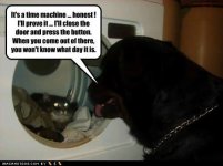 funny-dog-pictures-time-machine.jpg