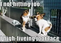 funny-dog-pictures-hitting-face.webp