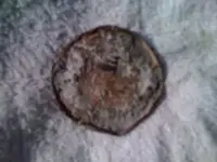old coin back.webp