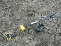 My ACE in field.webp