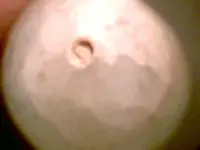 egg4.webp