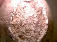 egg5.webp