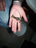 babybug.webp