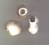 firedbullets.webp
