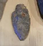 Fossil.webp