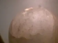 egg4.webp