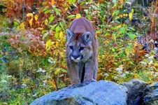 local lion sm.webp
