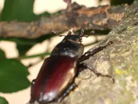 Kép 015.webp