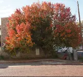 Tree Colors 4.webp