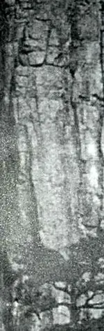 Santo Nino.webp