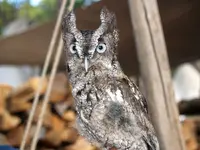 screech owl 1.webp