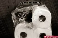 Untitled7.webp
