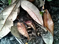 7 Dec 2011 Ring.webp
