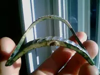 buckle2.webp