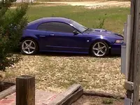 stang.webp
