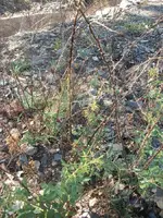 100_1403.webp