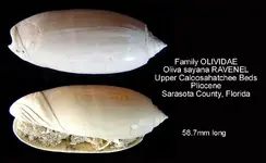 gastropodOlivasayana.webp