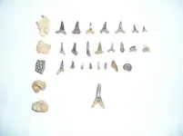 Mississippi finds 11-25-11.webp