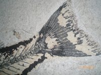 fossils 004.JPG