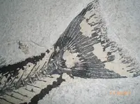 fossils 004.webp