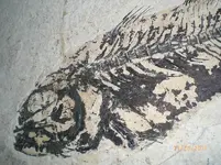 fossils 005.webp