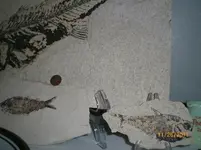 fossils 006.webp