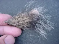 hair from property 2.webp