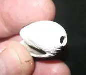 OliveShell3.webp