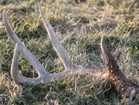 grass5pt.webp